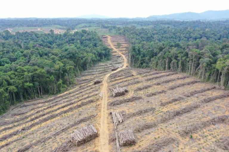 Forest clearing by Alas Kusuma’s PT Mayawana Persada in Kalimantan, Indonesia. Image courtesy of Aidenvironment.